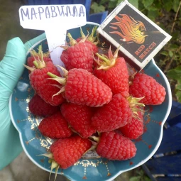 Малина Маравілла Малина Маравілла