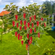 Смородина штамбова