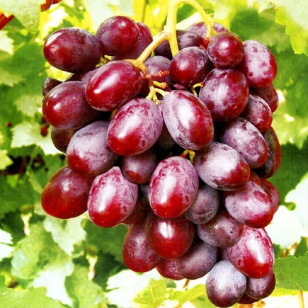 Виноград Фавор