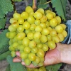 Виноград Супер Экстра (контейнер 2 л)