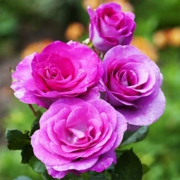 Роза плетистая Клаймбінг Виолет Парфюм (Climbing Violette Parfume) Роза плетистая Клаймбінг Виолет Парфюм (Climbing Violette Parfume)