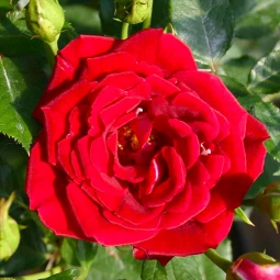 Роза плетистая Ред Парфюм (Red Parfum) Роза плетистая Ред Парфюм (Red Parfum)