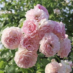 Роза плетистая Розе де Толбиак (Rose de Tolbiac) Роза плетистая Розе де Толбиак (Rose de Tolbiac)