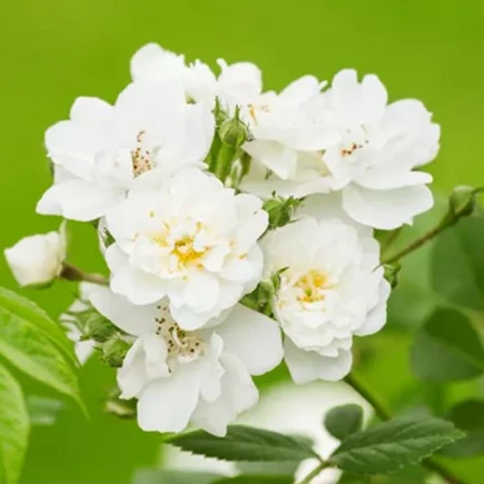 Роза Гирлянд де Амур (Guirlande d’Amour)