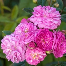 Роза плетистая Перенніал Розали (Perennial Rosali) Роза плетистая Перенніал Розали (Perennial Rosali)