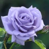 Роза Голубой Нил (Blue Nile) штамб
