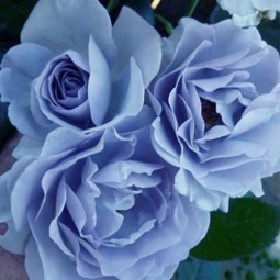 Троянда плетиста Блю Мун Витка (Blue Moon) Троянда плетиста Блю Мун Витка (Blue Moon)