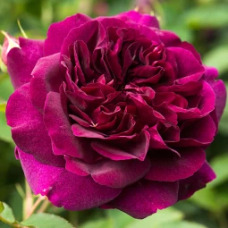 Роза Дарси Бассел (Darcey Bussell) штамб (контейнер 2.0 л)