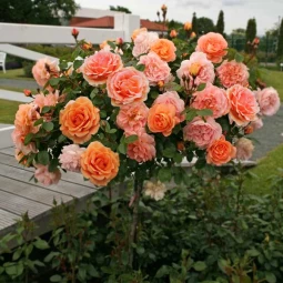 Троянда Ашрам (Ashram) штамб Tantau Троянда Ашрам (Ashram) штамб Tantau