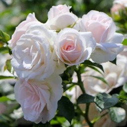 Троянда Аспірин Розе (Aspirin Rose) штамб Tantau Троянда Аспірин Розе (Aspirin Rose) штамб Tantau