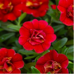 Калібрахоа Aloha Double Strawberry Калібрахоа Aloha Double Strawberry