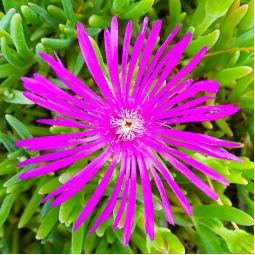 Лампрантус Purple
