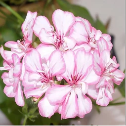 Пеларгония Harlequin Picotee