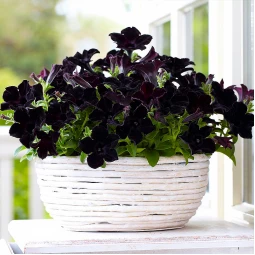 Петуния Crazytunia Black Mamba (Крейзитуния Блэк Мамба) Петуния Crazytunia Black Mamba (Крейзитуния Блэк Мамба)