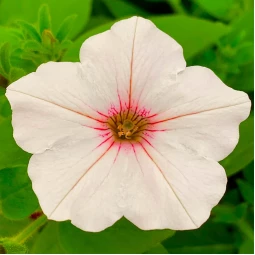 Петунія Supertunia Vista Silverberry (Супертунія Віста Сільверберрі) Петунія Supertunia Vista Silverberry (Супертунія Віста Сільверберрі)