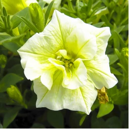 Петунія Sweet Sunshine Pearl (Світ Саншайн Пьорл) Петунія Sweet Sunshine Pearl (Світ Саншайн Пьорл)