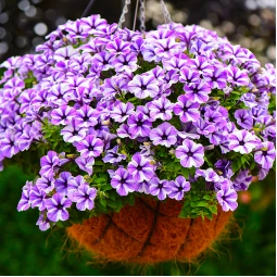 Петунія Sweetunia Starfish (Світунія Старфіш) Петунія Sweetunia Starfish (Світунія Старфіш)