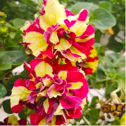 Петуния Double Vogue Lemon Berry (Дабл Вог Лемон Берри) Петуния Double Vogue Lemon Berry (Дабл Вог Лемон Берри)