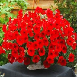 Петуния Fortunia Red (Фортуния Рэд) Петуния Fortunia Red (Фортуния Рэд)