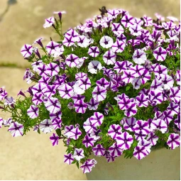 Петунія Supertunia Mini Vista Violet Star (Супертунія Міні Віста Вайлет Стар) Петунія Supertunia Mini Vista Violet Star (Супертунія Міні Віста Вайлет Стар)