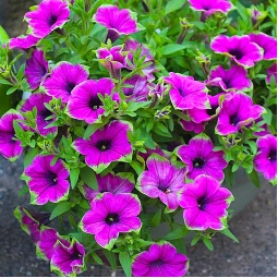 Петунія Supertunia Picasso In Purple (Супертунія Пікассо ін Пьорпл) Петунія Supertunia Picasso In Purple (Супертунія Пікассо ін Пьорпл)