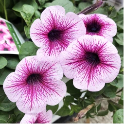 Петунія Sweetunia Burgundy Gem (Світунія Бургунді Джем) Петунія Sweetunia Burgundy Gem (Світунія Бургунді Джем)