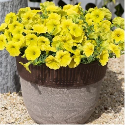 Петунія Sweetunia Yellow (Світунія Єллоу) Петунія Sweetunia Yellow (Світунія Єллоу)