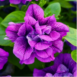 Петунія Viva Double Purple Vein (Віва Дабл Пьорпл Вейн) Петунія Viva Double Purple Vein (Віва Дабл Пьорпл Вейн)