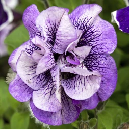 Петуния Double Surprise Purple Vein (Дабл Сюрпрайз Перпл Вейн) Петуния Double Surprise Purple Vein (Дабл Сюрпрайз Перпл Вейн)
