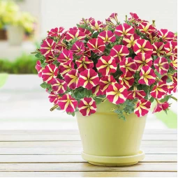 Петуния Amore Queen of Hearts (Аморе Квин оф Хардc) Петуния Amore Queen of Hearts (Аморе Квин оф Хардc)