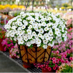 Петуния Fortunia White (Фортуния Вайт) Петуния Fortunia White (Фортуния Вайт)