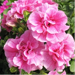 Петунія Viva Double Pink (Віва Дабл Пінк) Петунія Viva Double Pink (Віва Дабл Пінк)