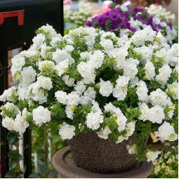 Петунія Viva Double White (Віва Дабл Вайт) Петунія Viva Double White (Віва Дабл Вайт)