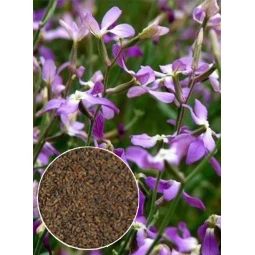 Матиола Ночная Красавица (семена) 100 г