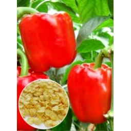 Перец Калифорнийское Чудо (семена) 20 г