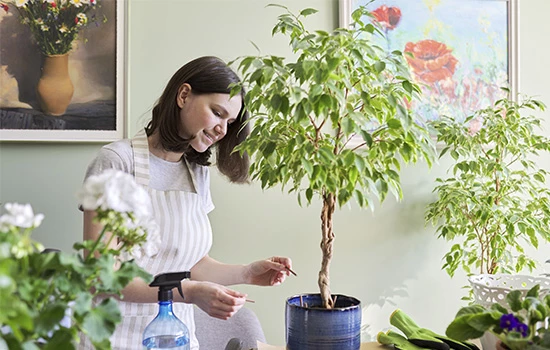Фікус – невибагливий та виразний: правила вирощування, рекомендації по догляду