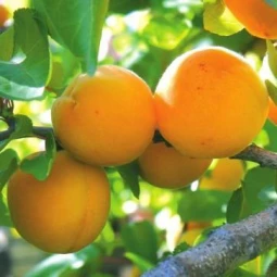 Абрикос Мелітопольський ранній Абрикос Мелітопольський ранній