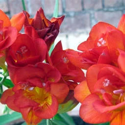 Фрезія махрова (повна) Orange Фрезія махрова (повна) Orange