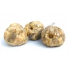 Фрітіларія Persica