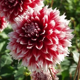 Георгина Фимбриата Red and White Fubuki Георгина Фимбриата Red and White Fubuki