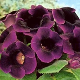 Глоксиния Violacea