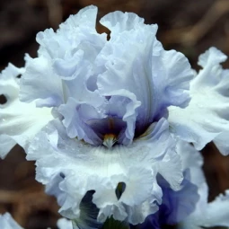Ірис Germanica (Бородатий) Natural Grace Ірис Germanica (Бородатий) Natural Grace