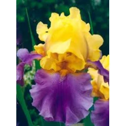 Ірис Germanica (Бородатий) Edith Woolford Ірис Germanica (Бородатий) Edith Woolford