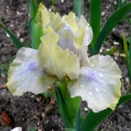 Ірис Pumila (карликовий) Plenitude Ірис Pumila (карликовий) Plenitude