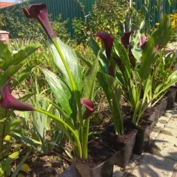 Калла Purple Sensation (контейнер 0.5 л)