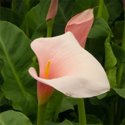 Калла Slow