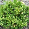 Кипарисовик Variegata (Вариегата) контейнер 0.5 л