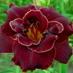 Лилейник Burgundy Love