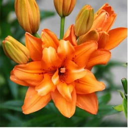 Лілія азіатська махрова Orange Twins Лілія азіатська махрова Orange Twins