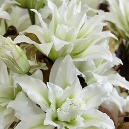 Лілія орієнтальна махрова My Wedding Лілія орієнтальна махрова My Wedding